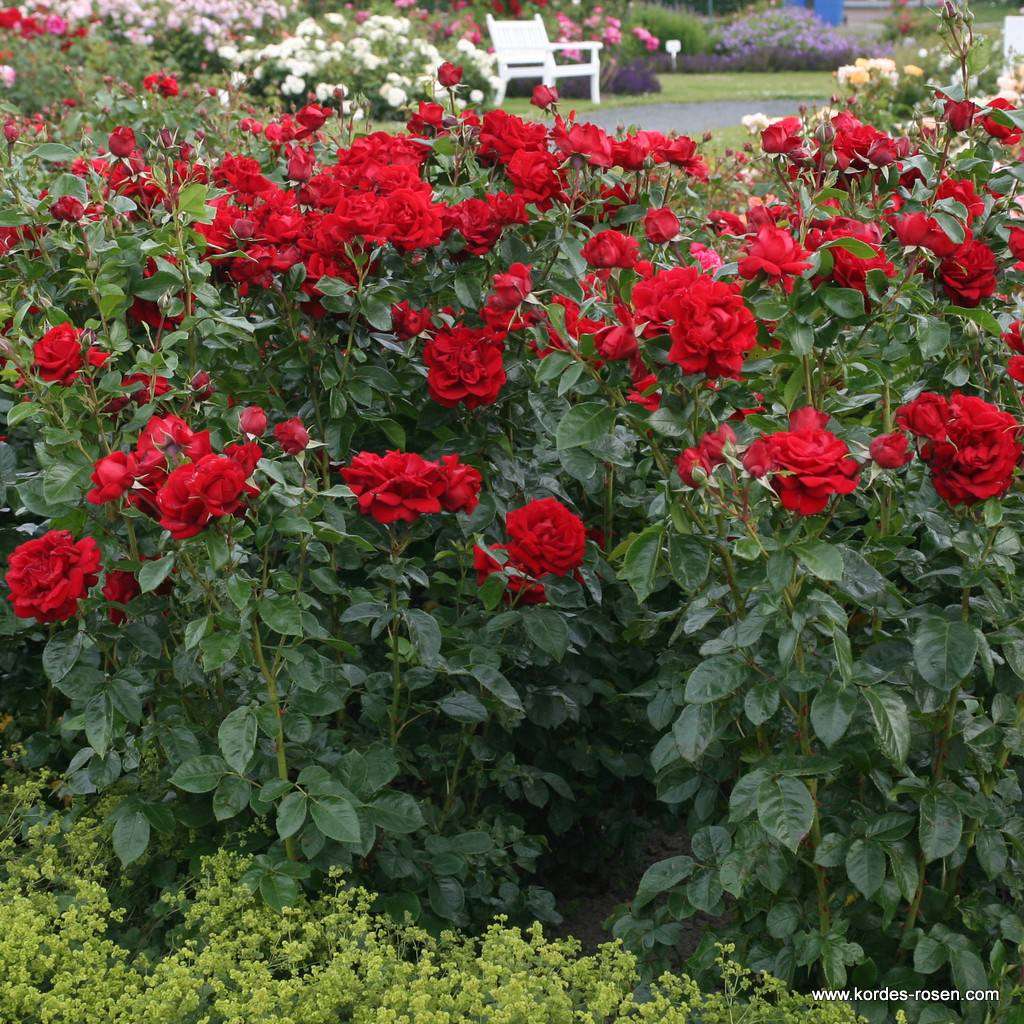 Desmond Tutu Rose 1.5 gallon Pot