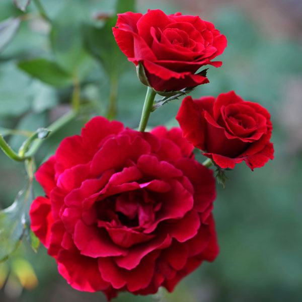 Don Juan Climbing Rose 1.5 gallon Pot