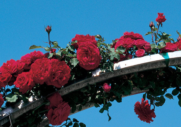 Don Juan Climbing Rose 1.5 gallon Pot