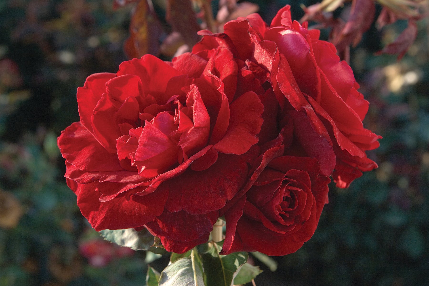 Don Juan Climbing Rose 1.5 gallon Pot