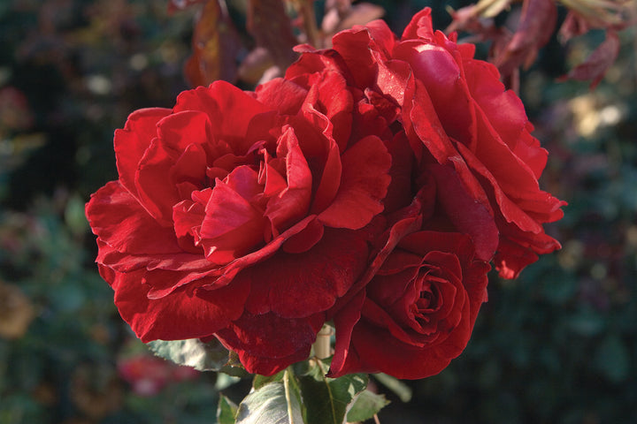 Don Juan Climbing Rose 1.5 gallon Pot