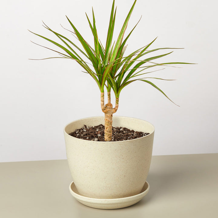 Dracaena &