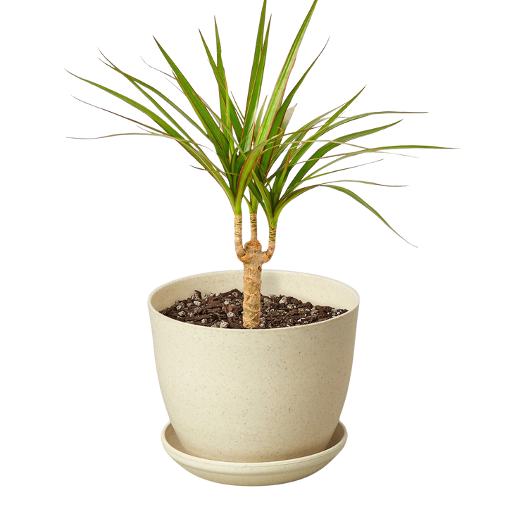 Dracaena &