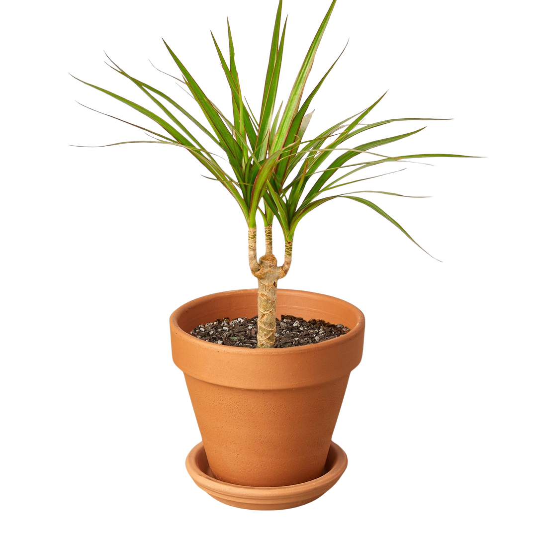 Dracaena &