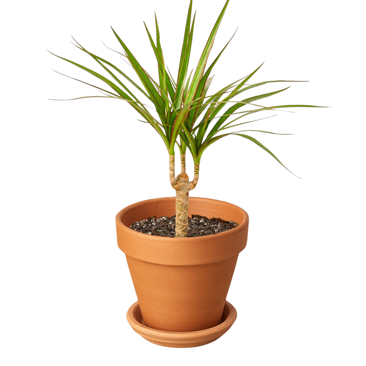 Dracaena &