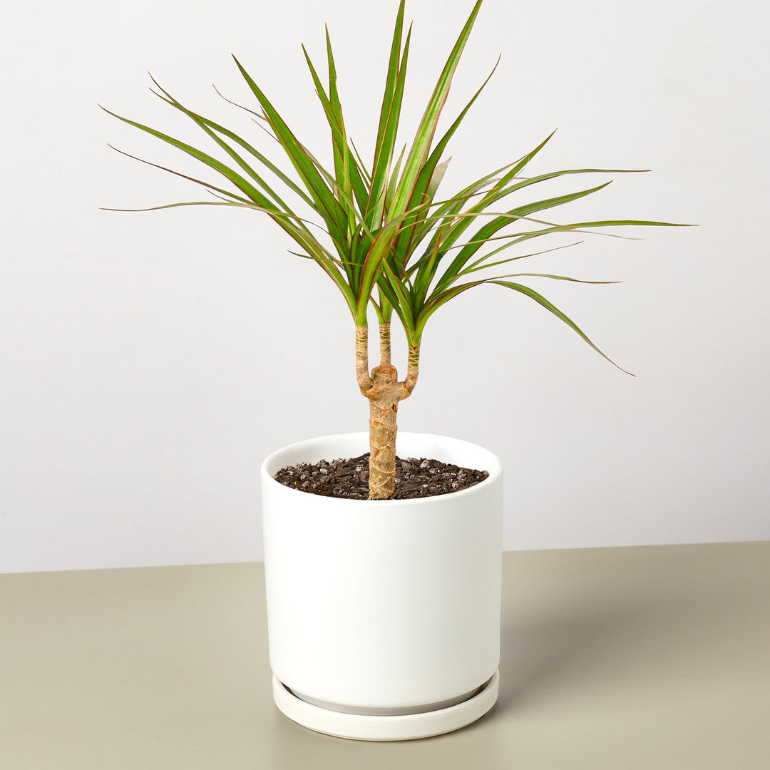 Dracaena &