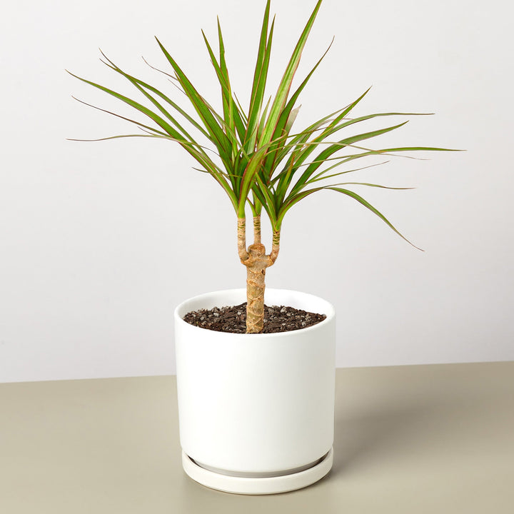 Dracaena &