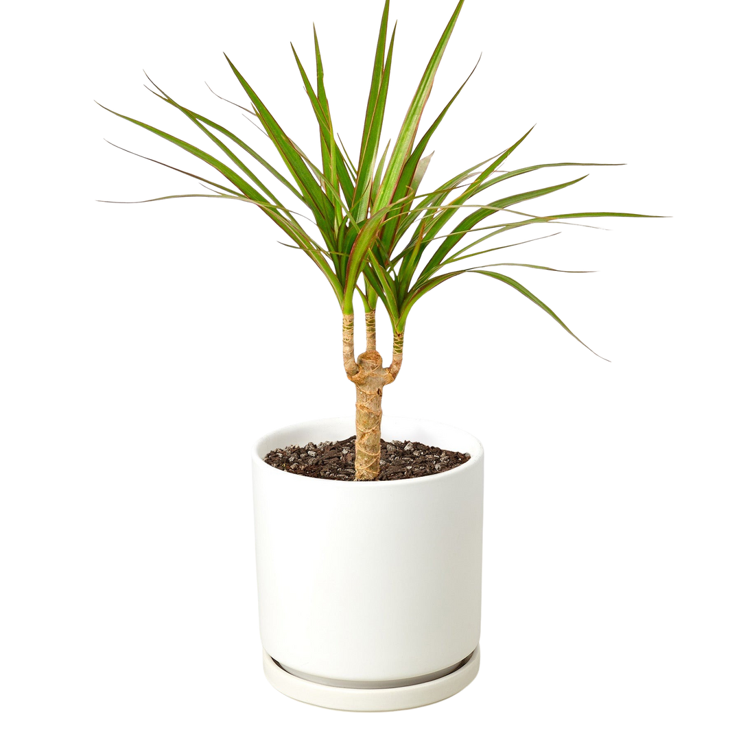 Dracaena &