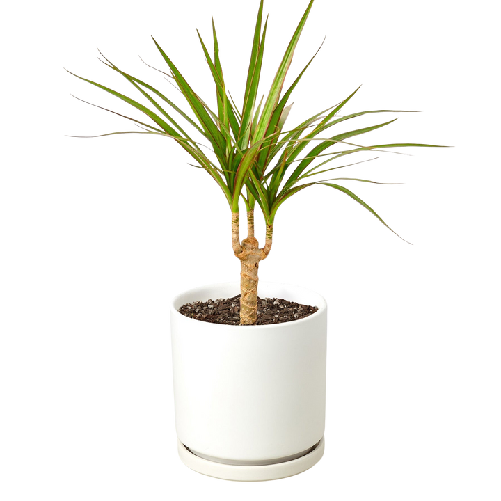Dracaena &