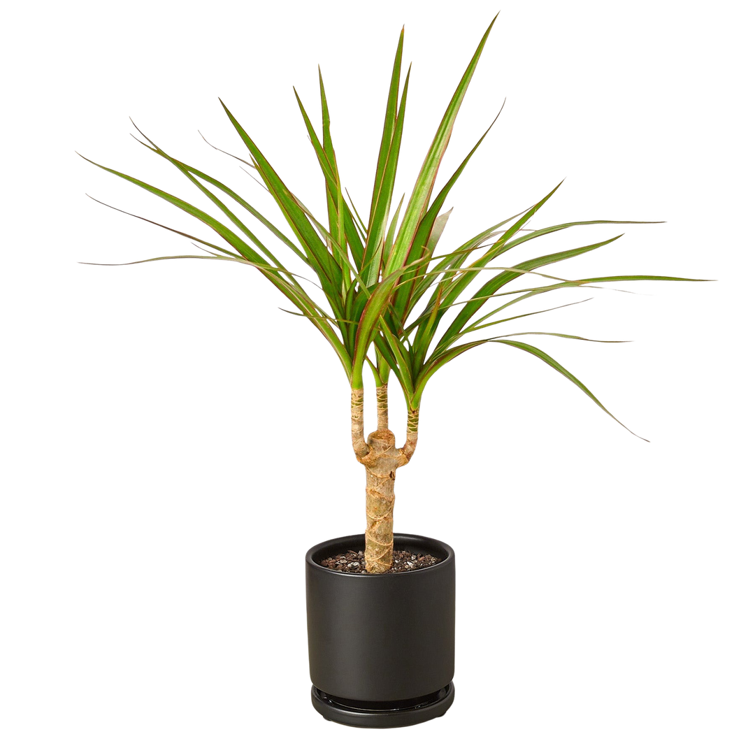 Dracaena &