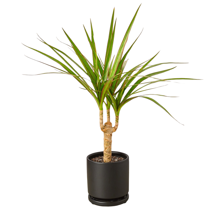 Dracaena &
