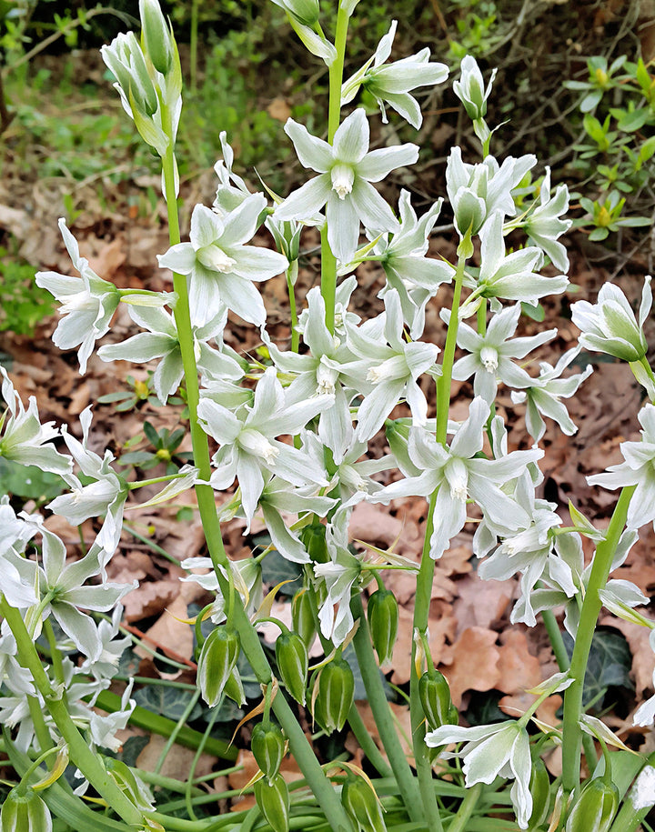 Drooping Star of Bethlehem - 25 bulbs