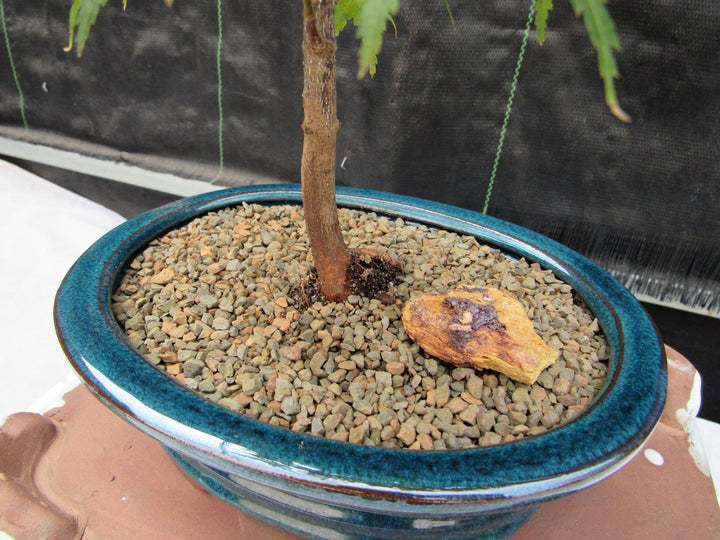 Dwarf Green Japanese Maple Bonsai Tree