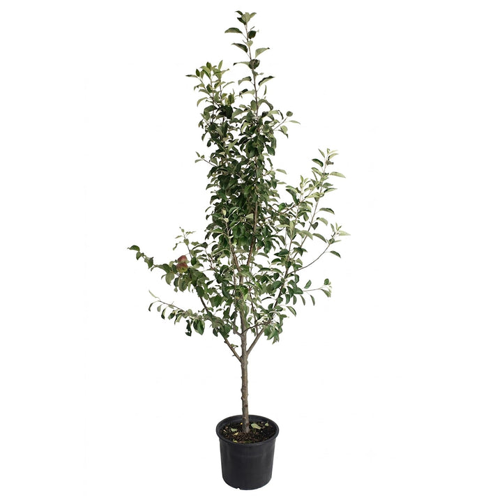 3-in-1 Apple Tree