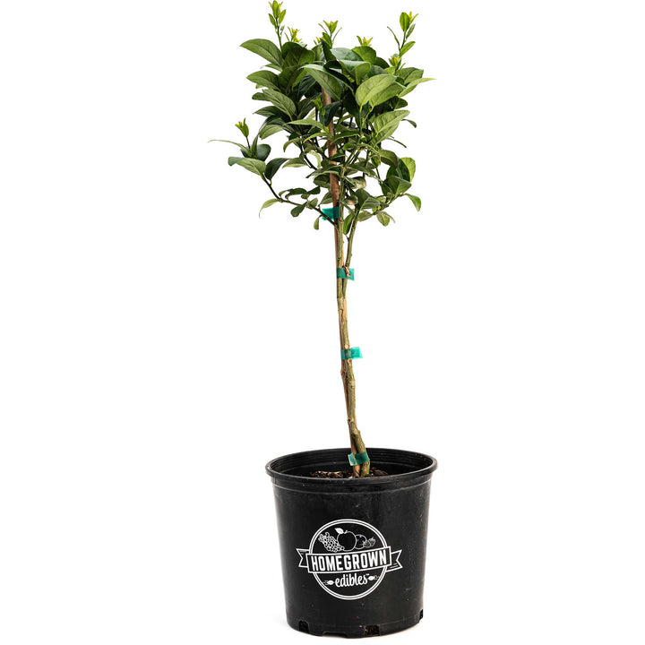 Key Lime Tree