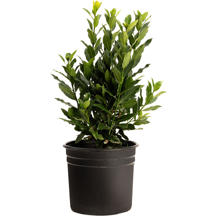Bay Laurel