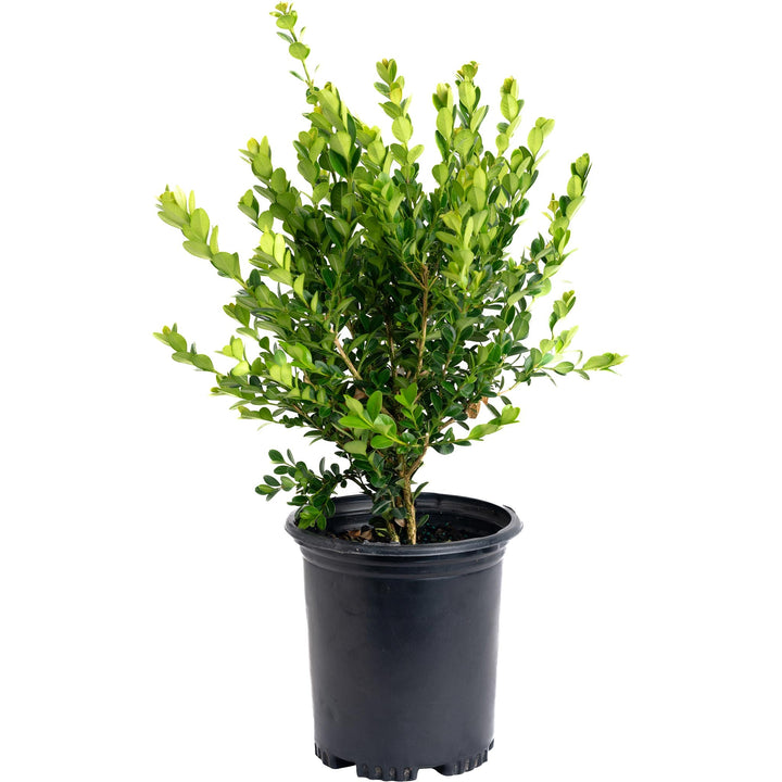 Winter Gem Boxwood