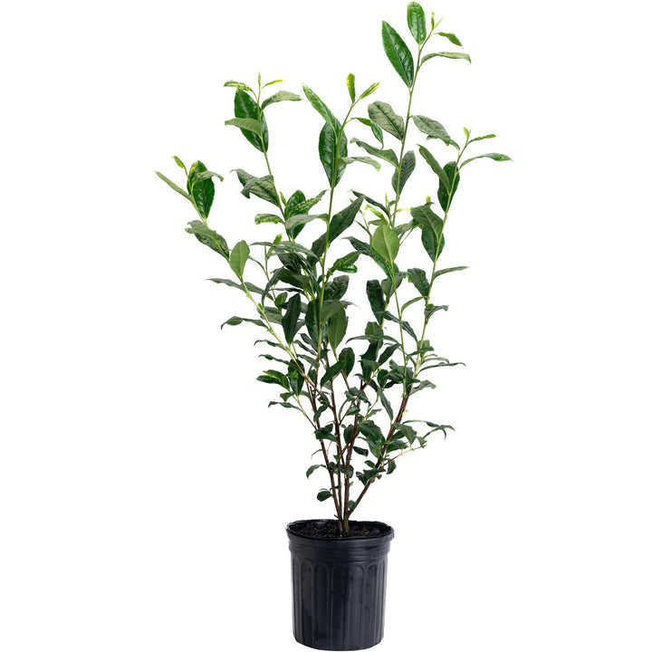 Tea Plant (Camellia sinensis)