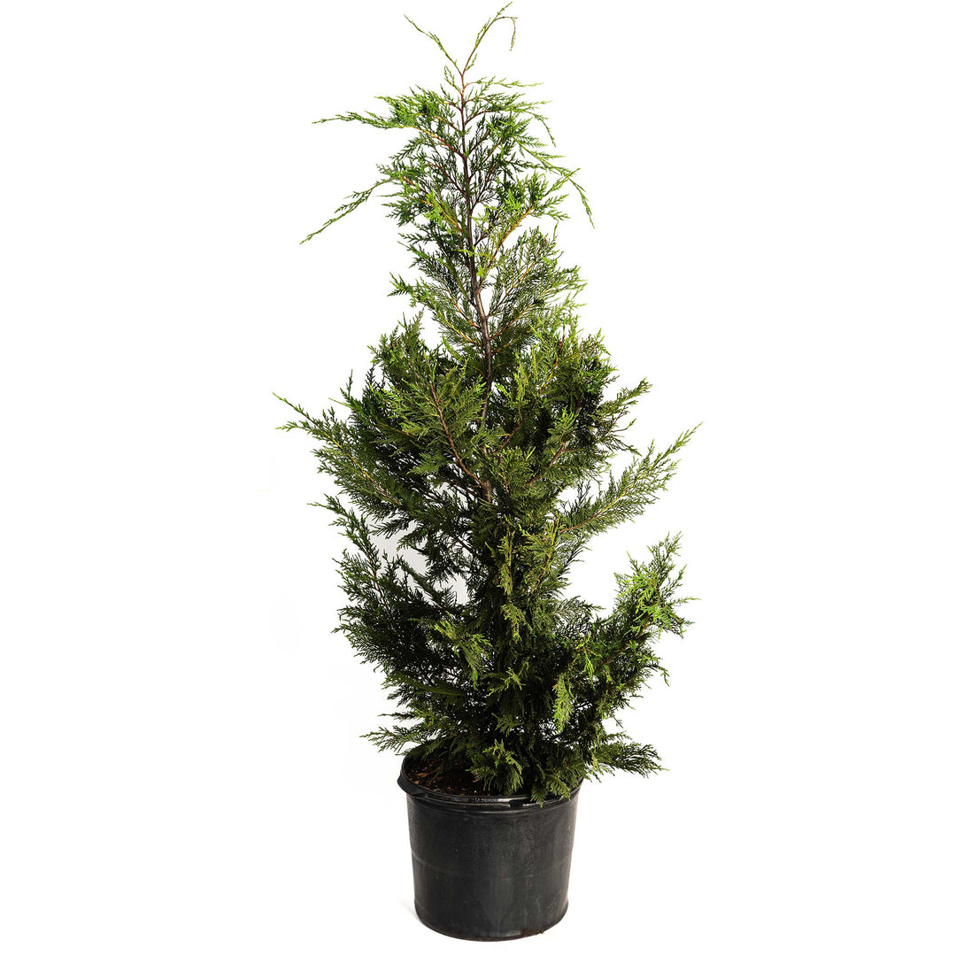 Leyland Cypress Tree