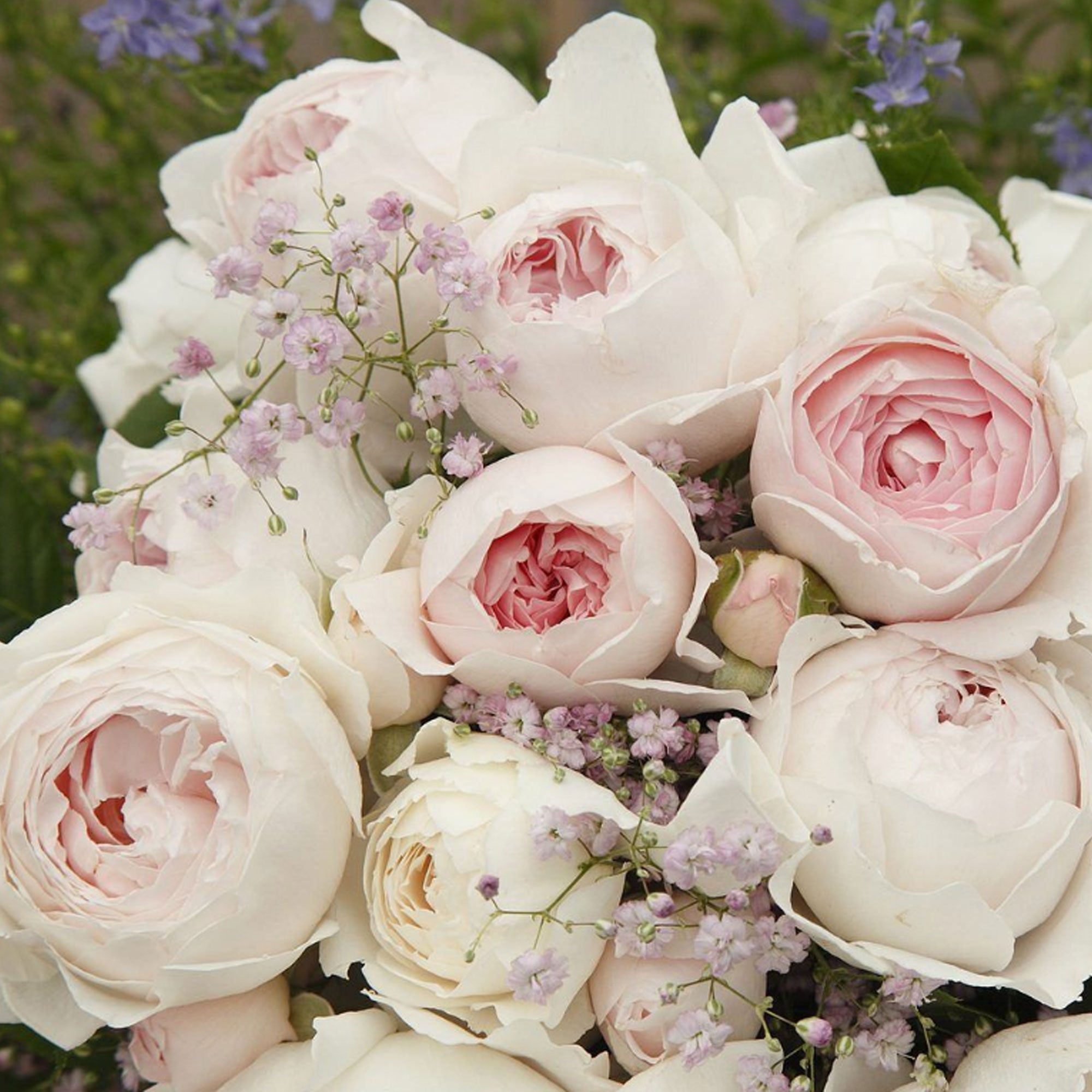 Earth Angel Parfuma Rose Plant 1.5 Gallon Pot