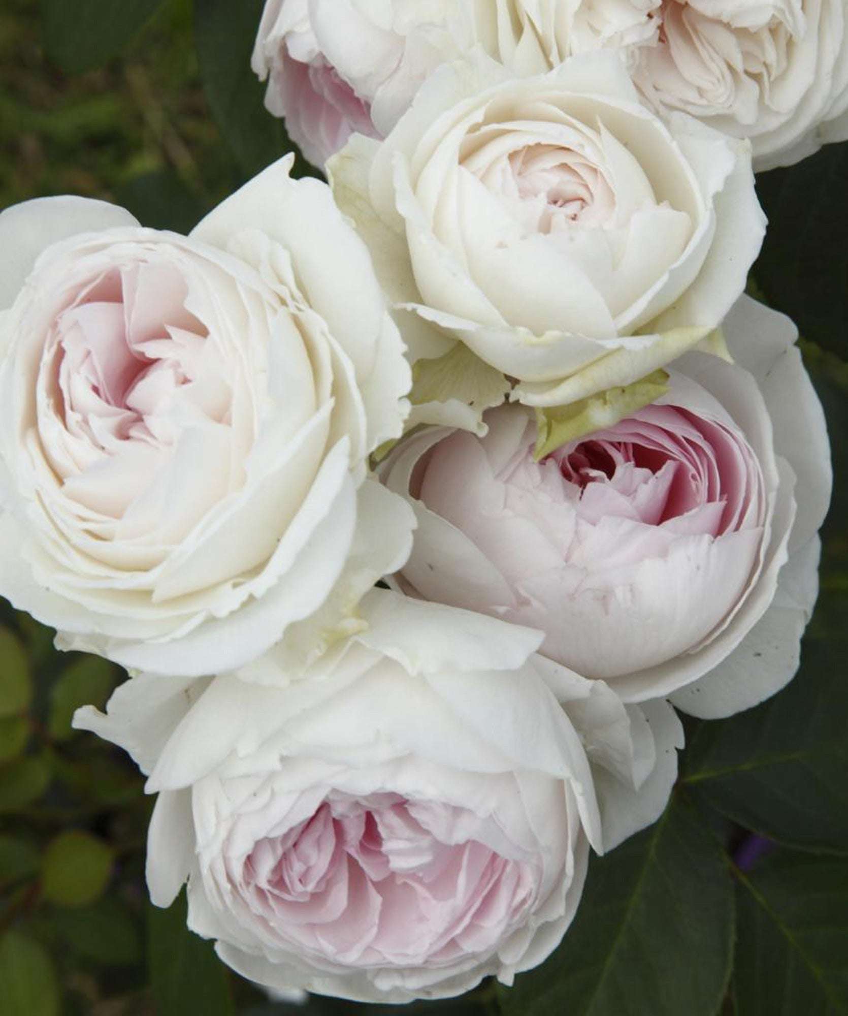 Earth Angel rose blooms blush pink