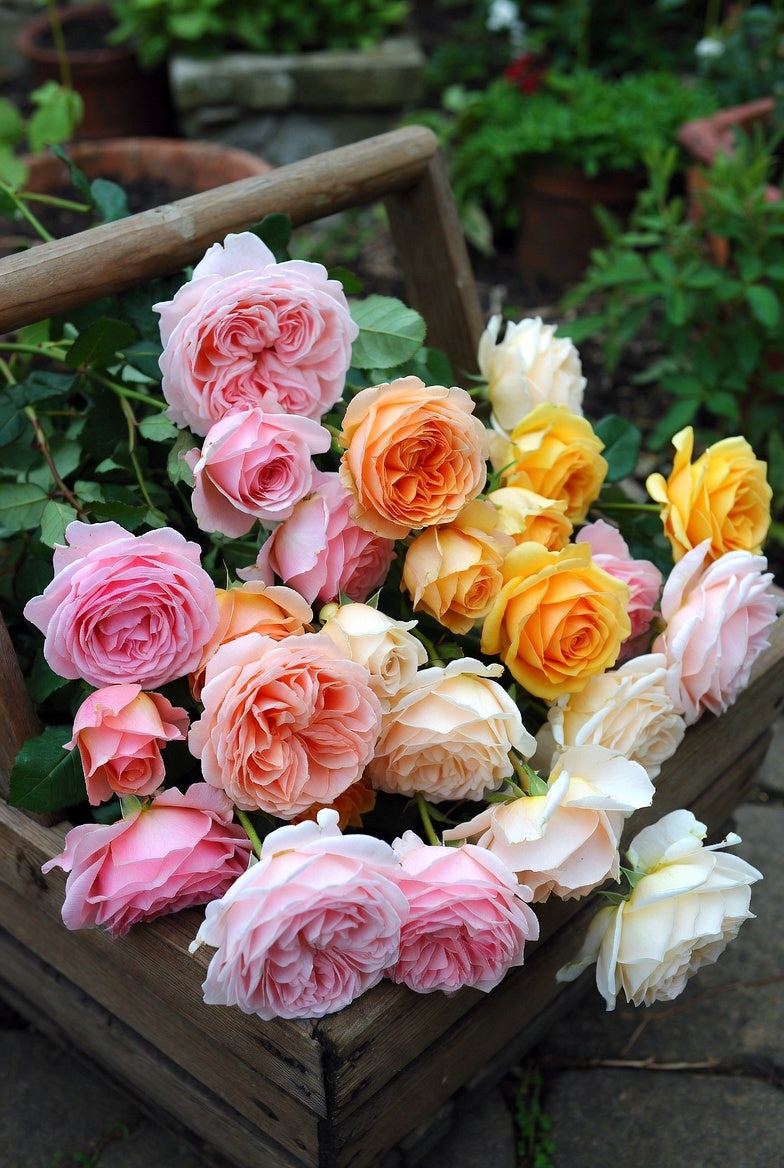potted rose plant Earth Angel Parfuma Rose Plant 1.5 Gallon Pot