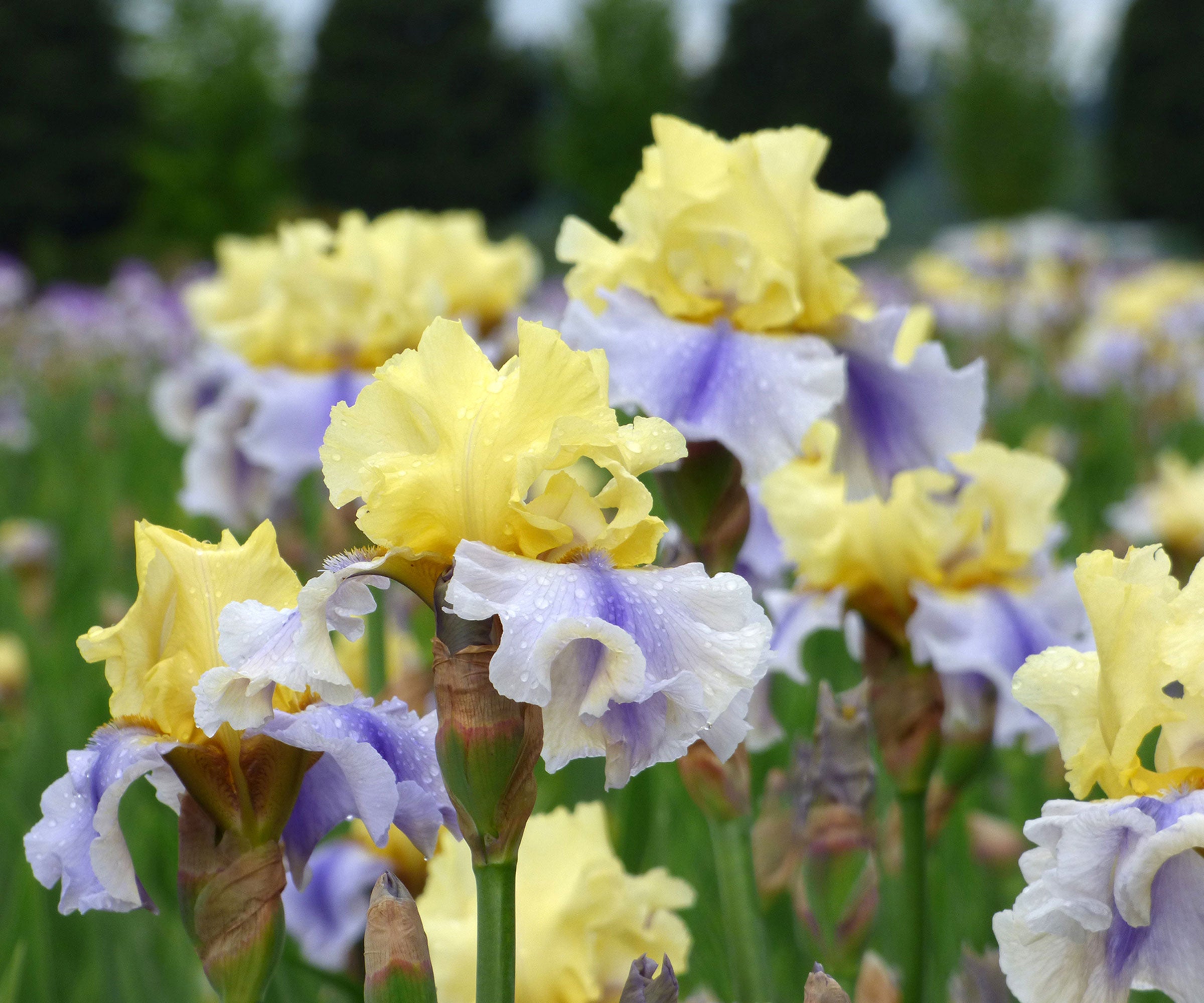 Easter Candy Bi-Color Yellow and Blue Iris Quart Pot