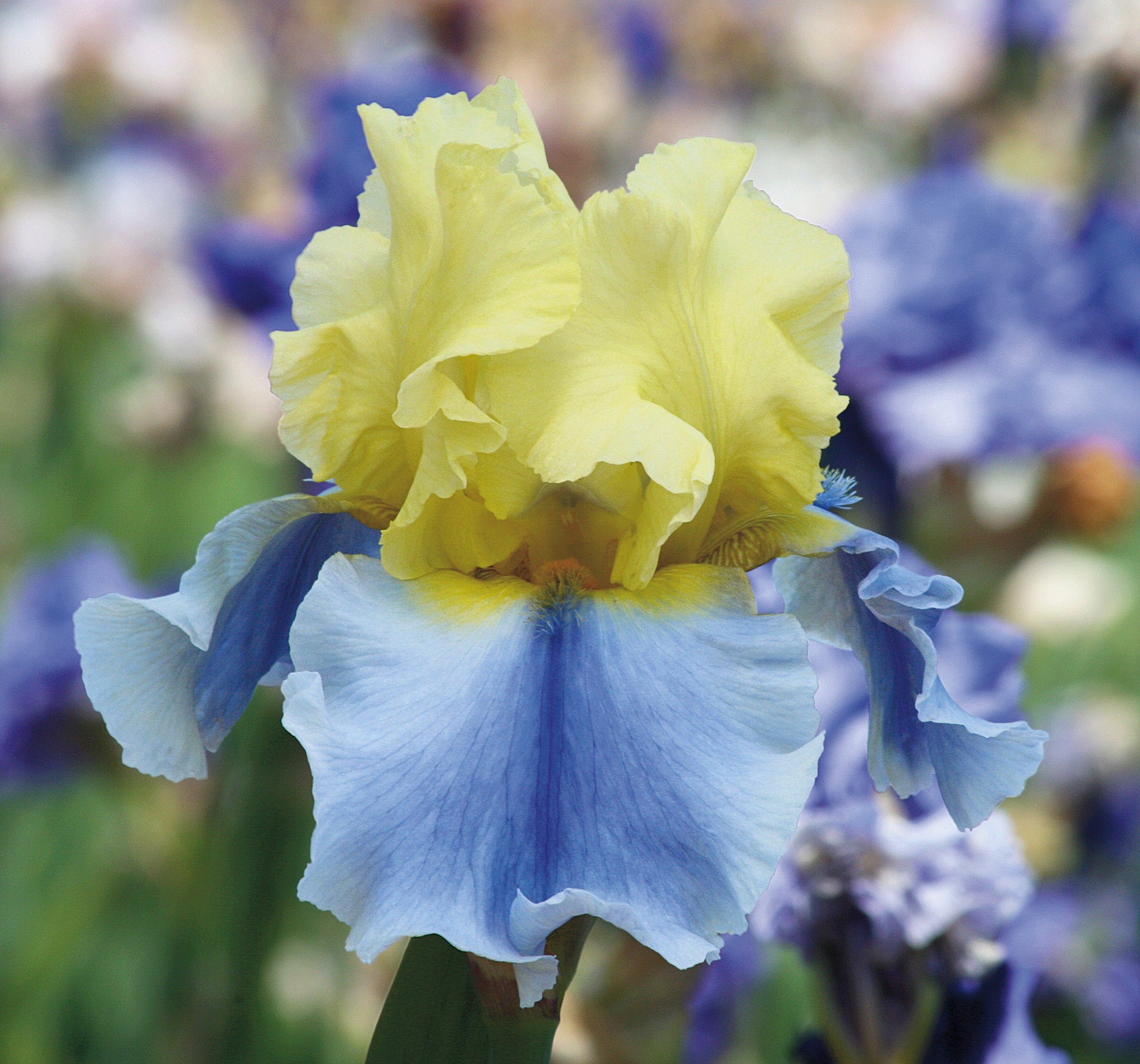 Easter Candy Bi-Color Yellow and Blue Iris Quart Pot