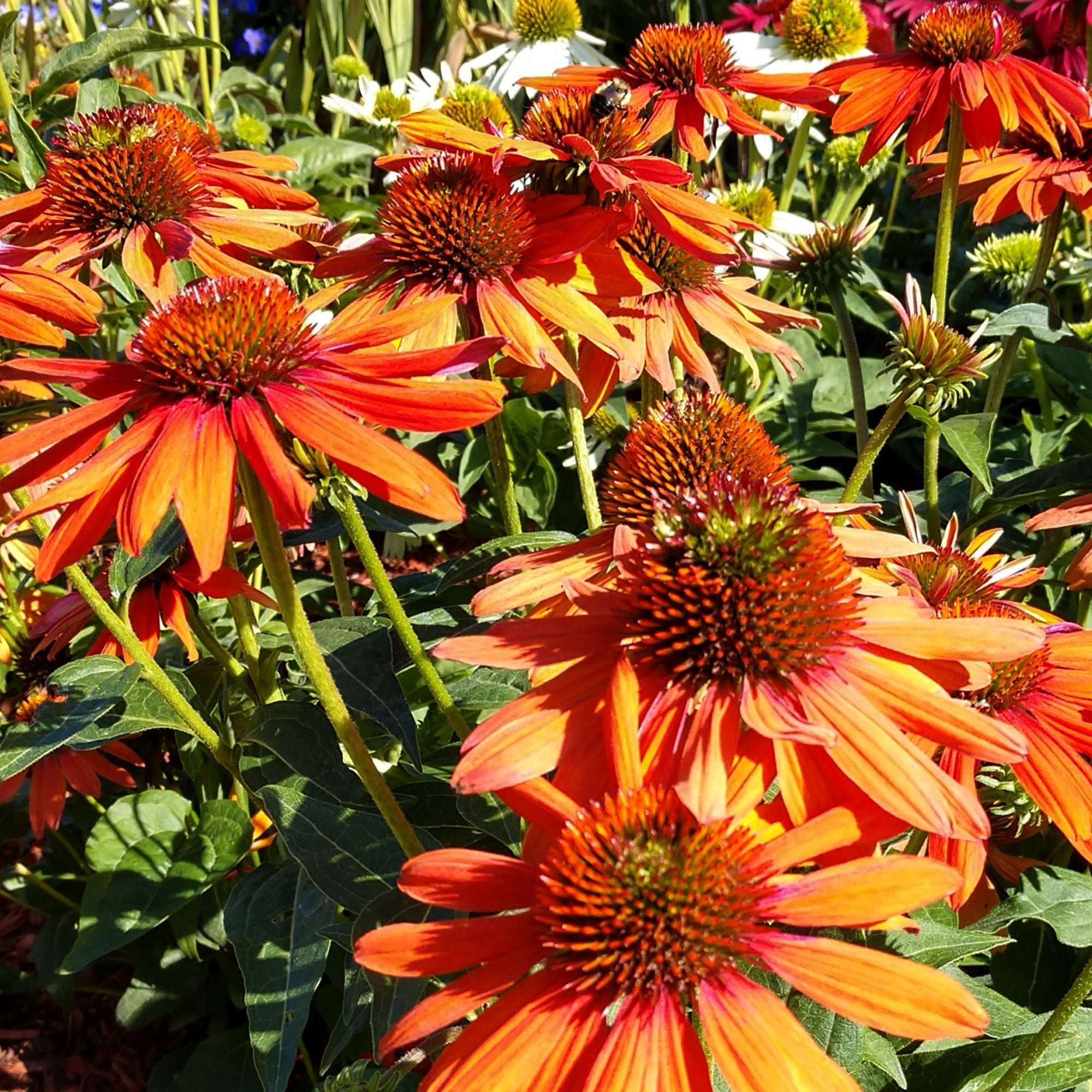 Echinacea Adobe Orange Potted Quart Pot