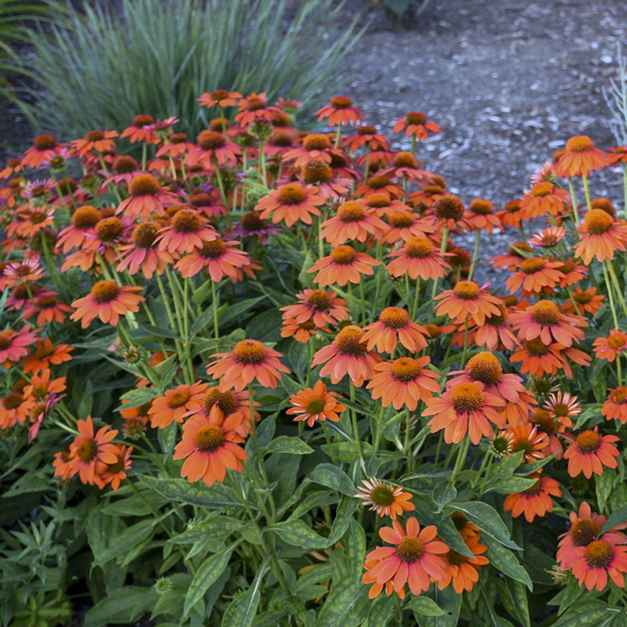 Echinacea Adobe Orange Potted Quart Pot