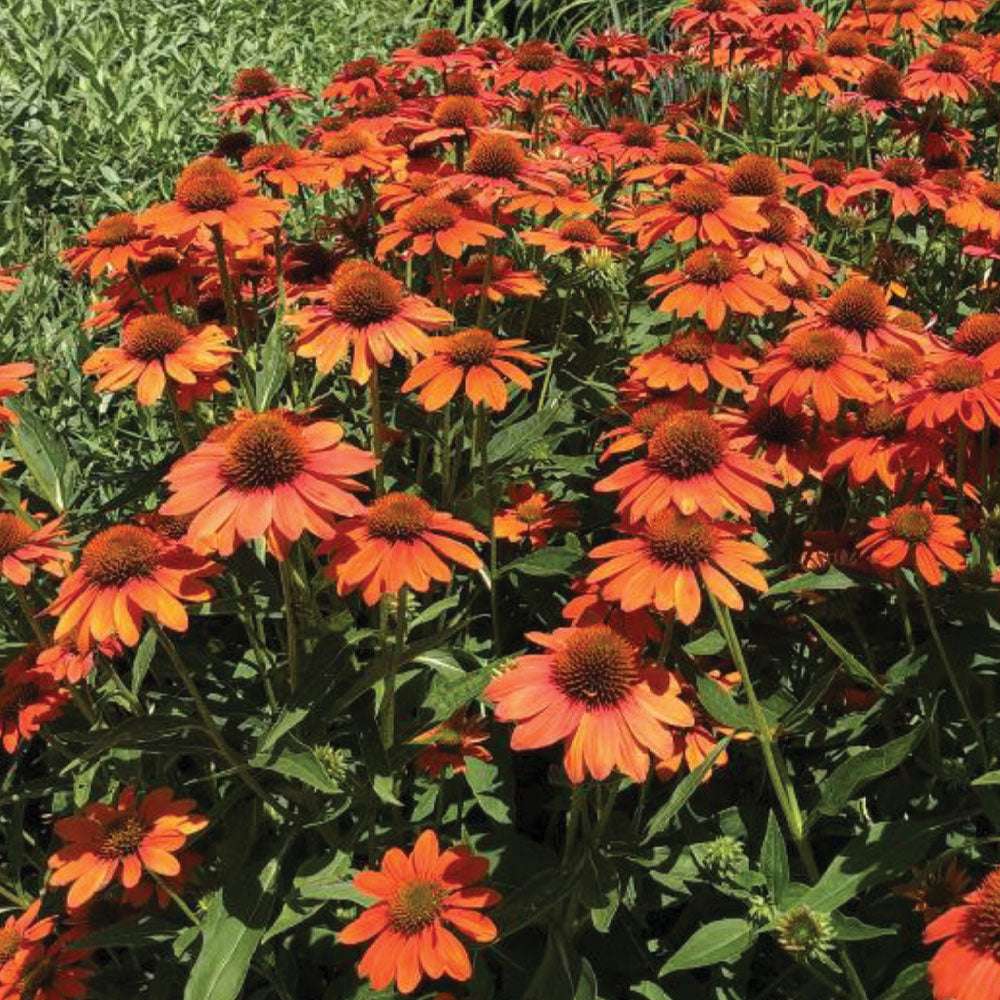 Echinacea Adobe Orange Potted Quart Pot