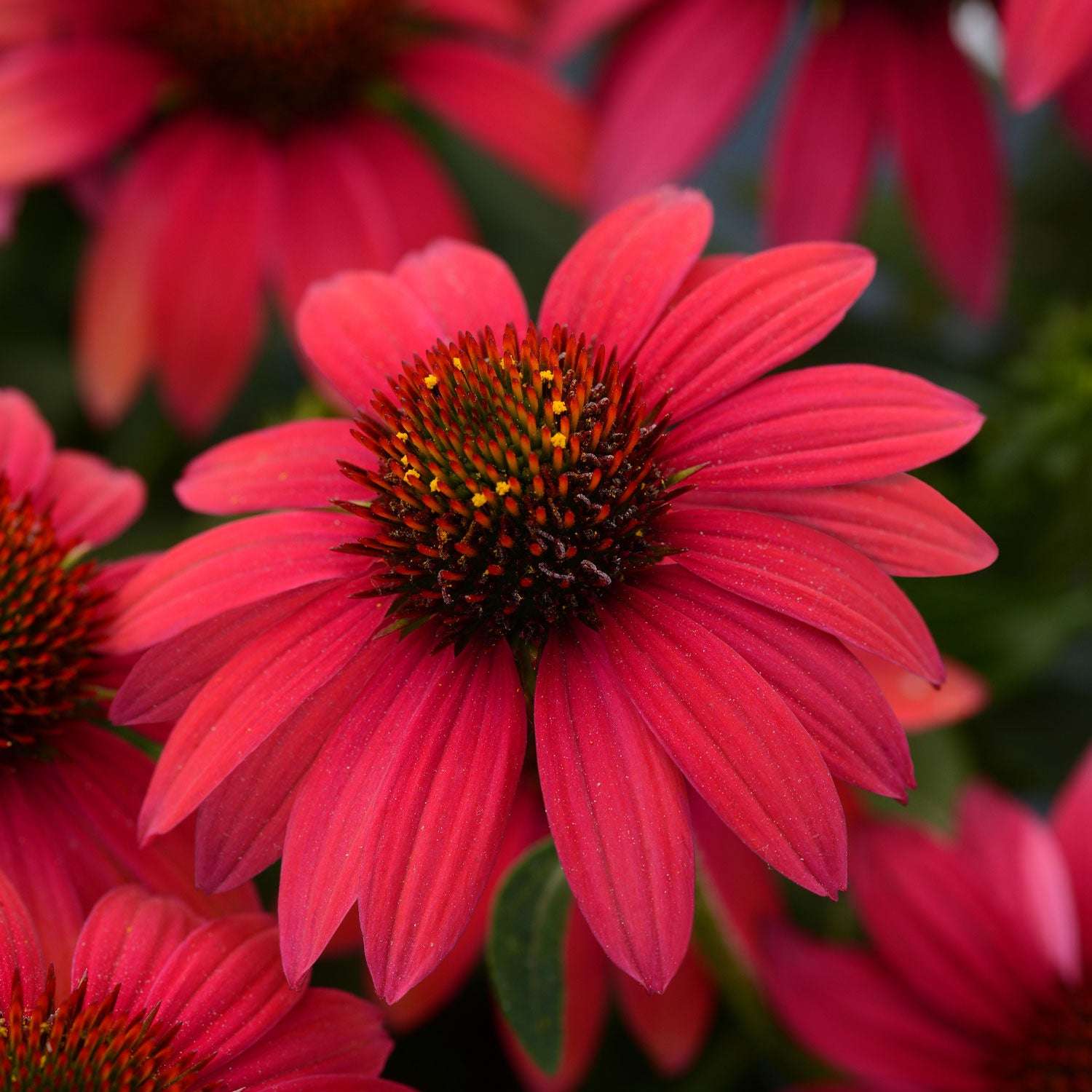 Echinacea Baja Burgundy Potted Quart Pot