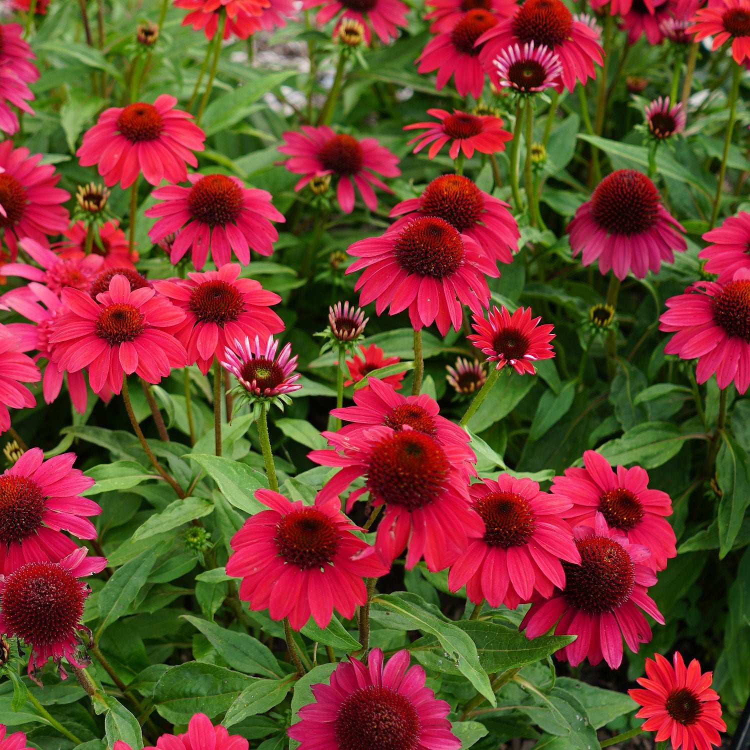 Echinacea Baja Burgundy Potted Quart Pot