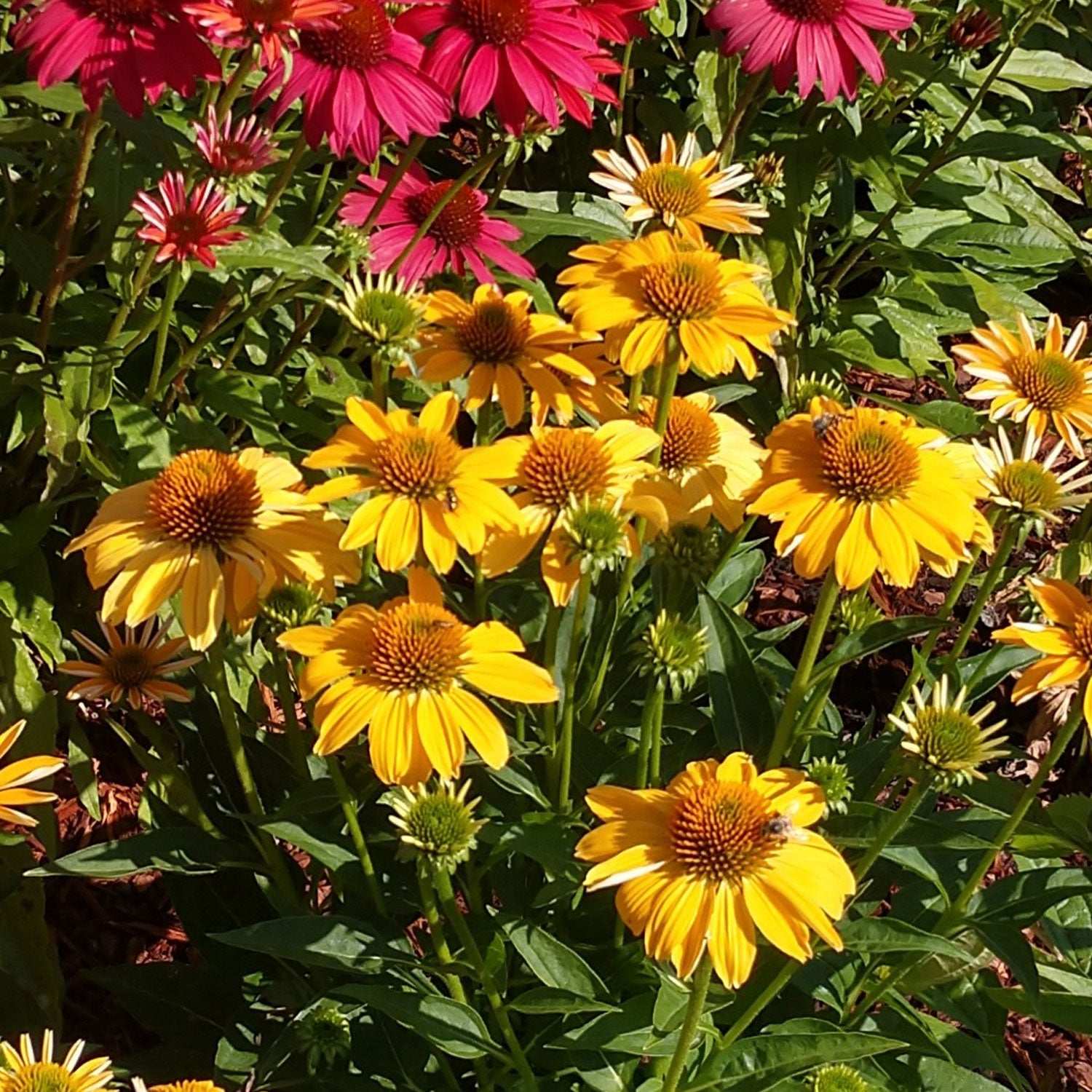 Echinacea Granada Gold Potted Quart Pot