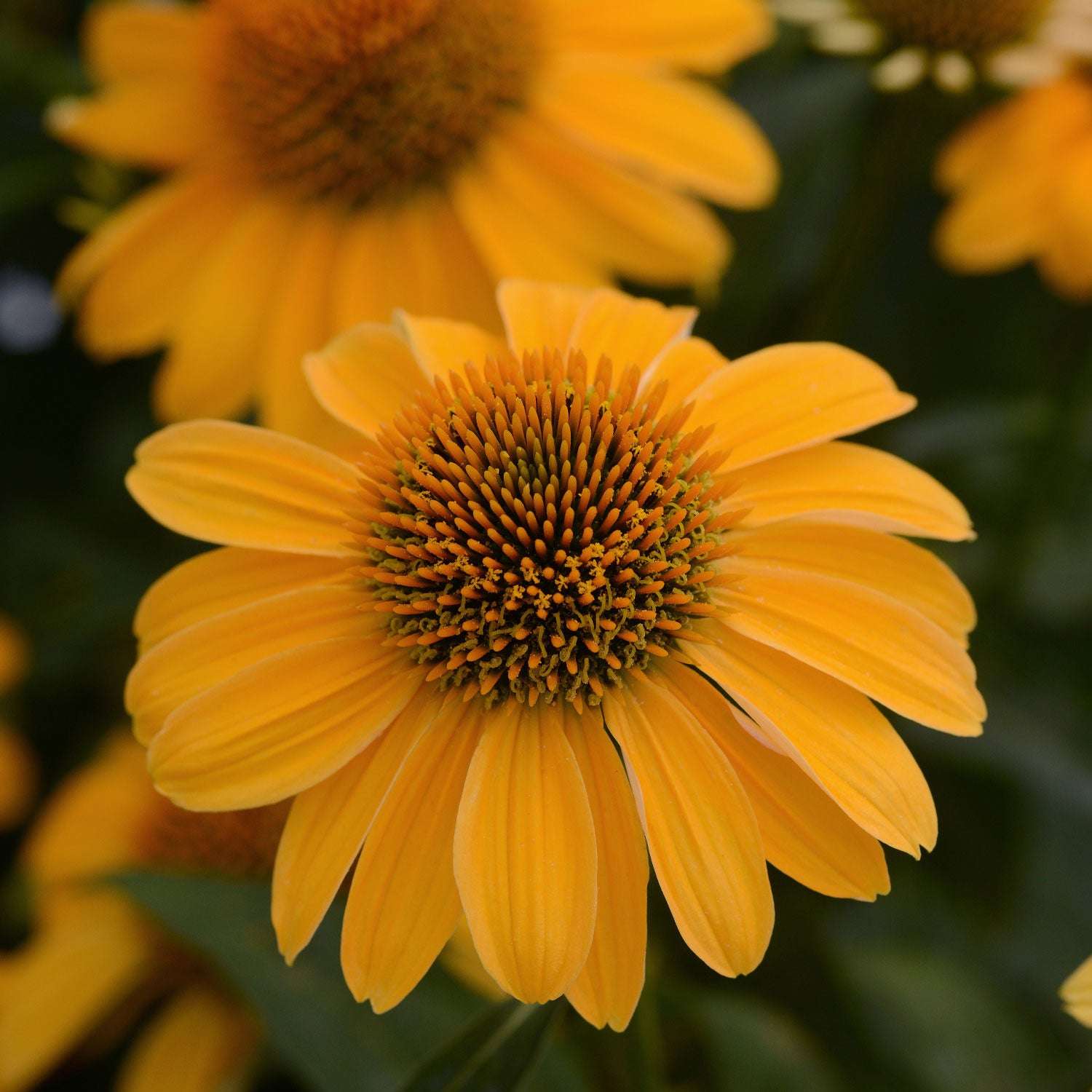 Echinacea Granada Gold Potted Quart Pot