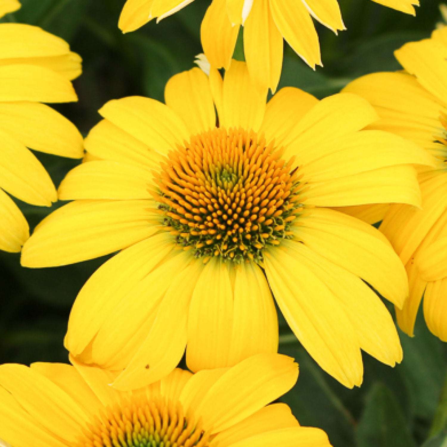 Echinacea Lemon Yellow Potted Quart Pot