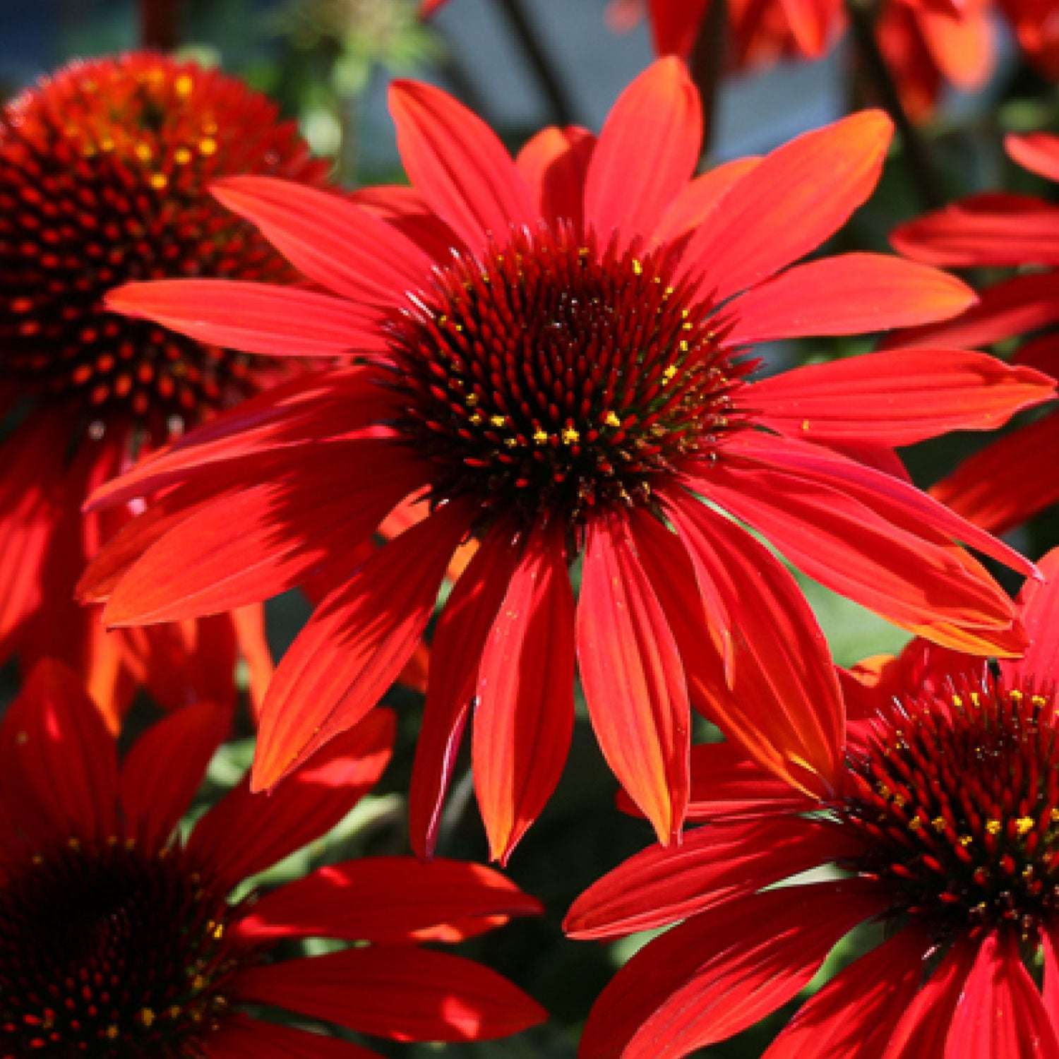 Echinacea Sangrita Potted Quart Pot