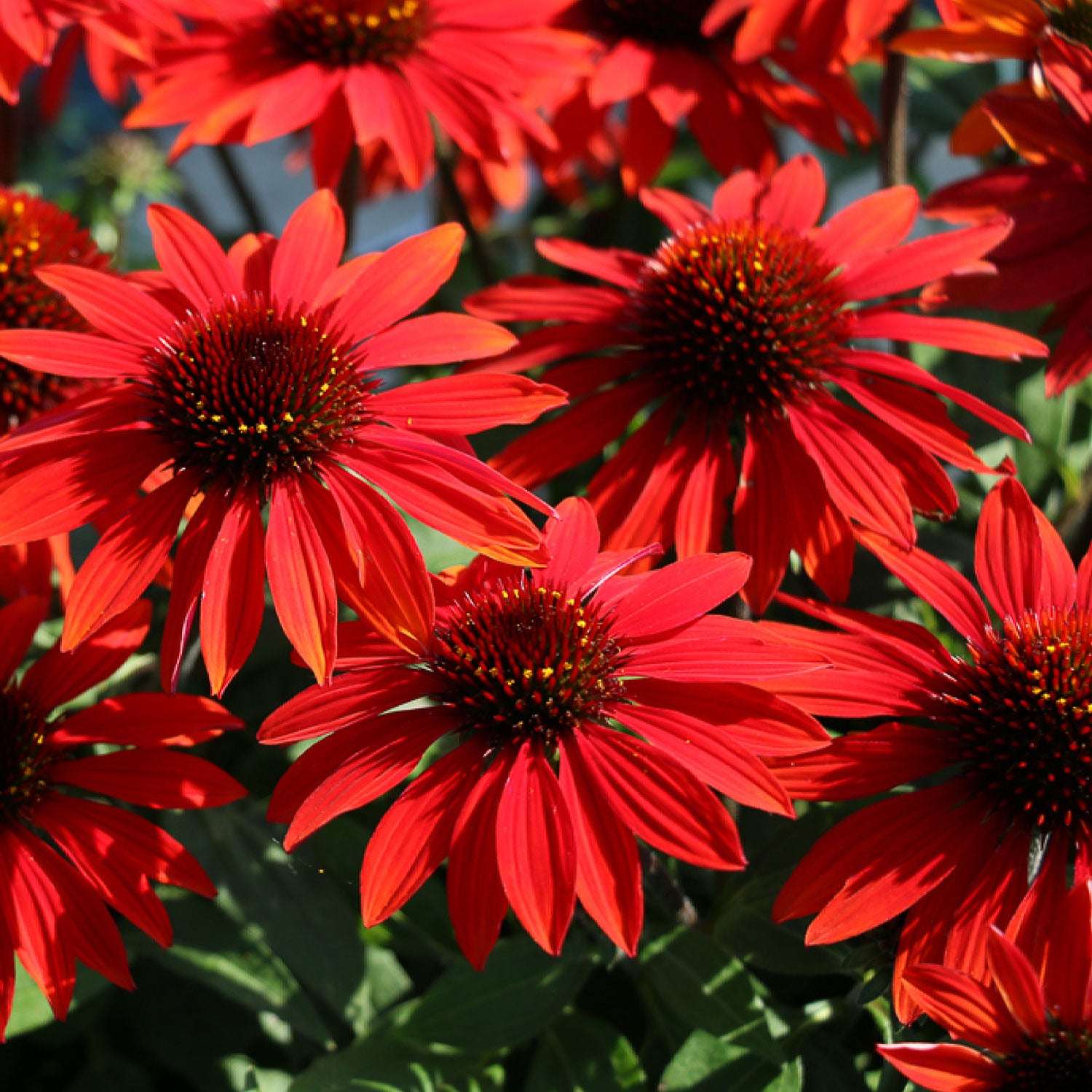 Echinacea Sangrita Potted Quart Pot