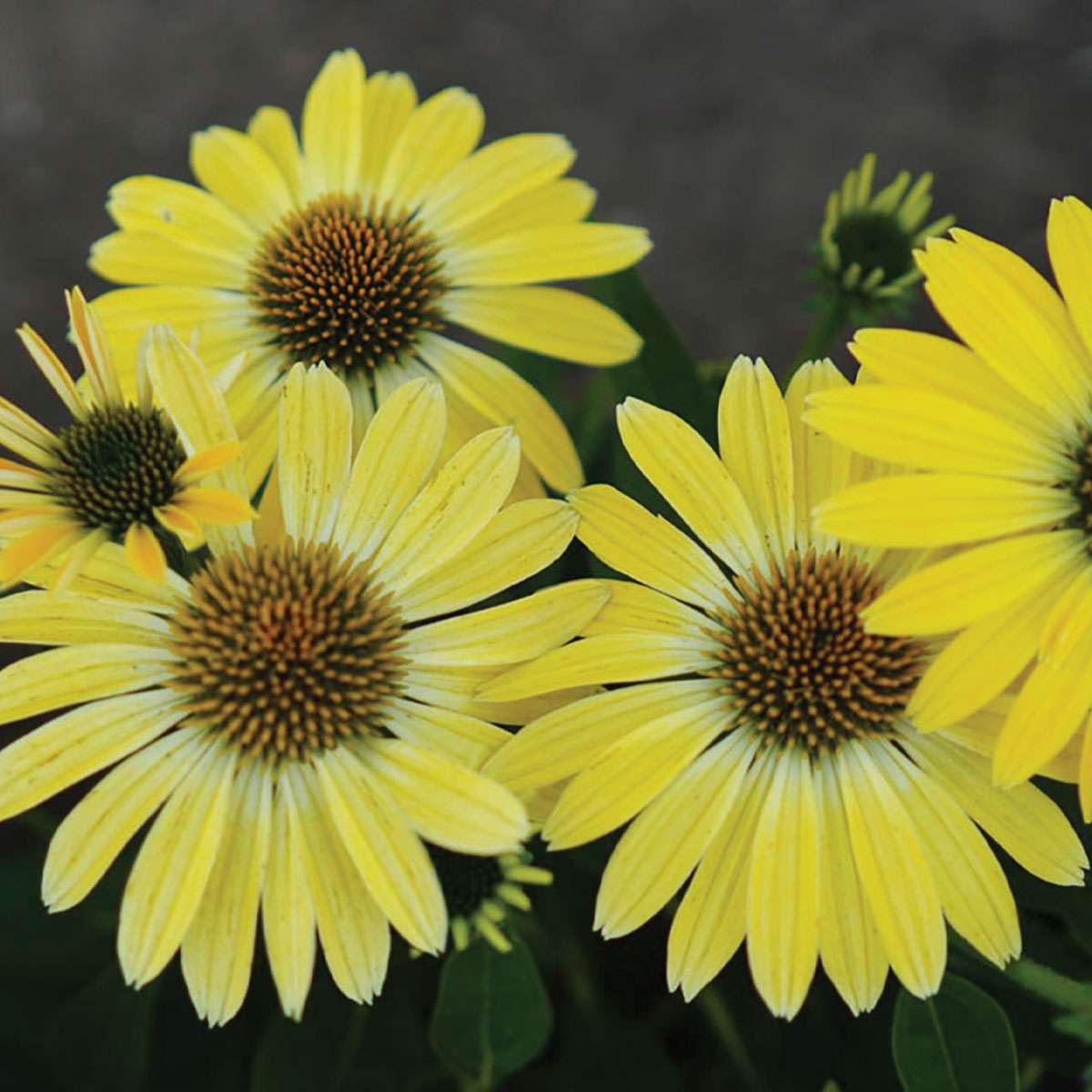 Echinacea Summer Solstice Potted Quart Pot