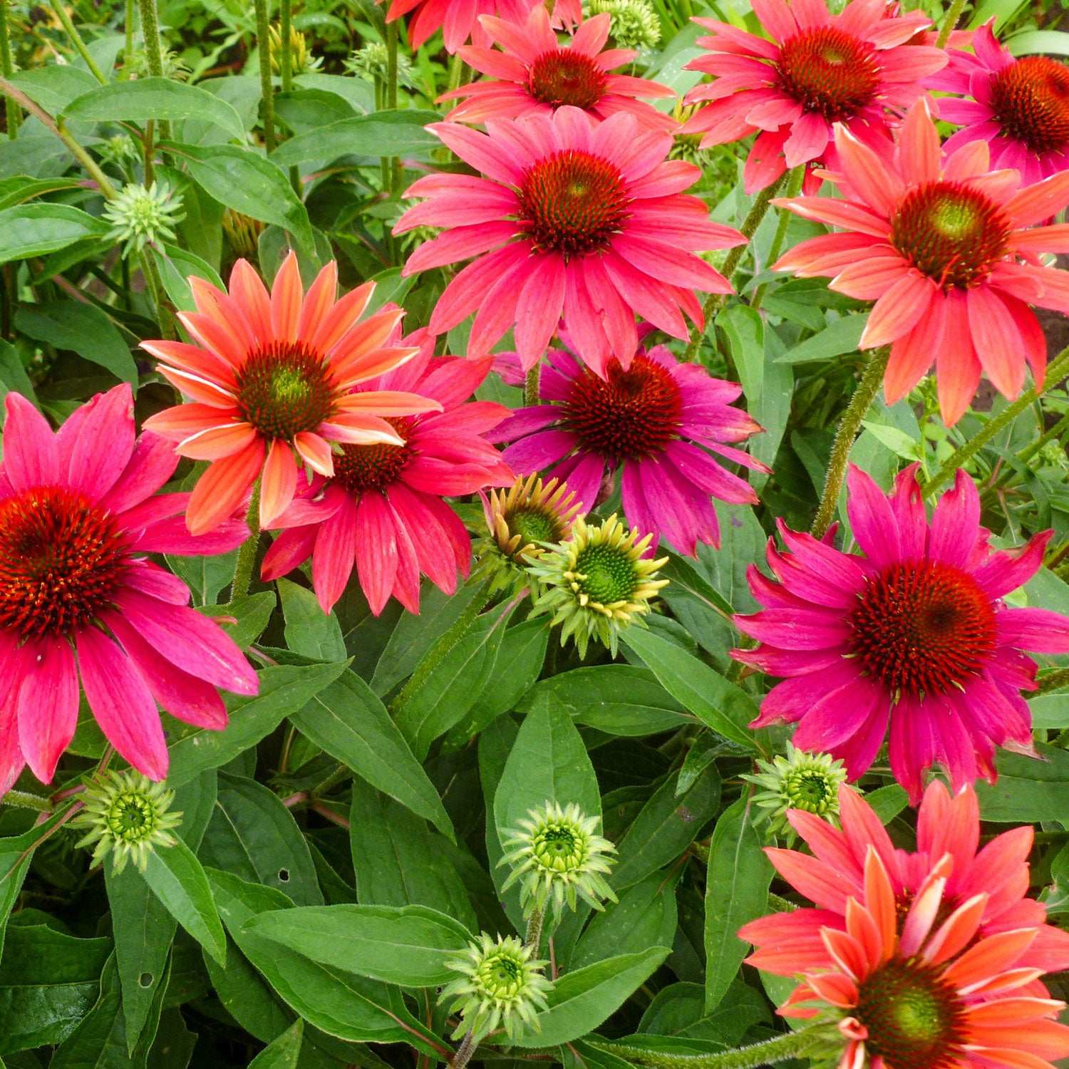 Echinacea Tres Amigos Potted Quart Pot