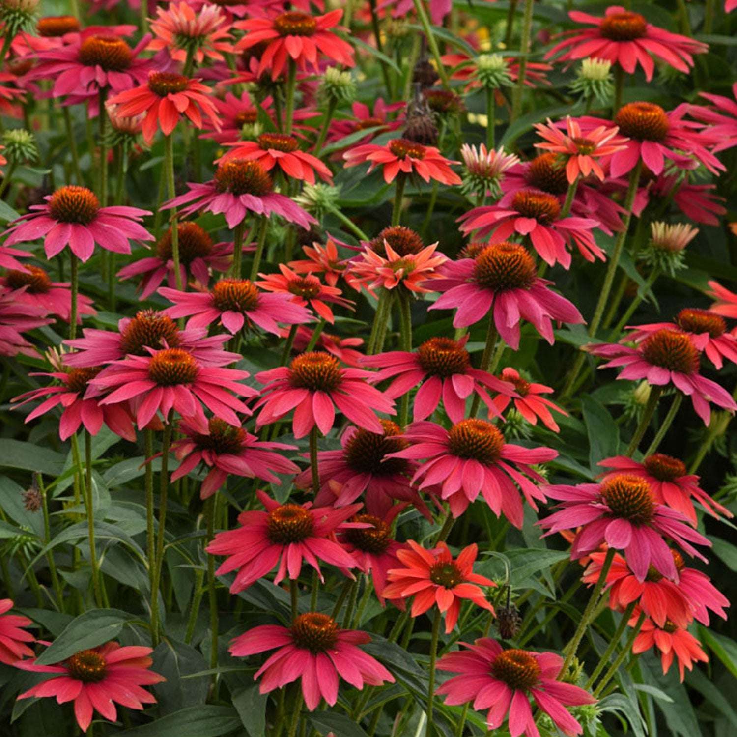 Echinacea Tres Amigos Potted Quart Pot