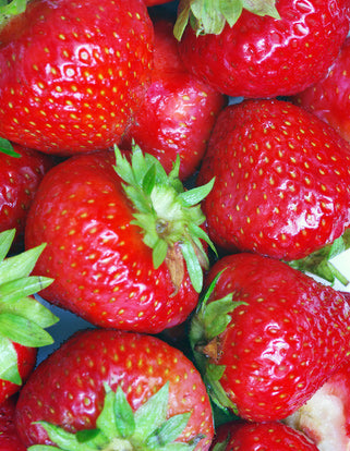 Éclair Junebearer Strawberry - 20 root divisions