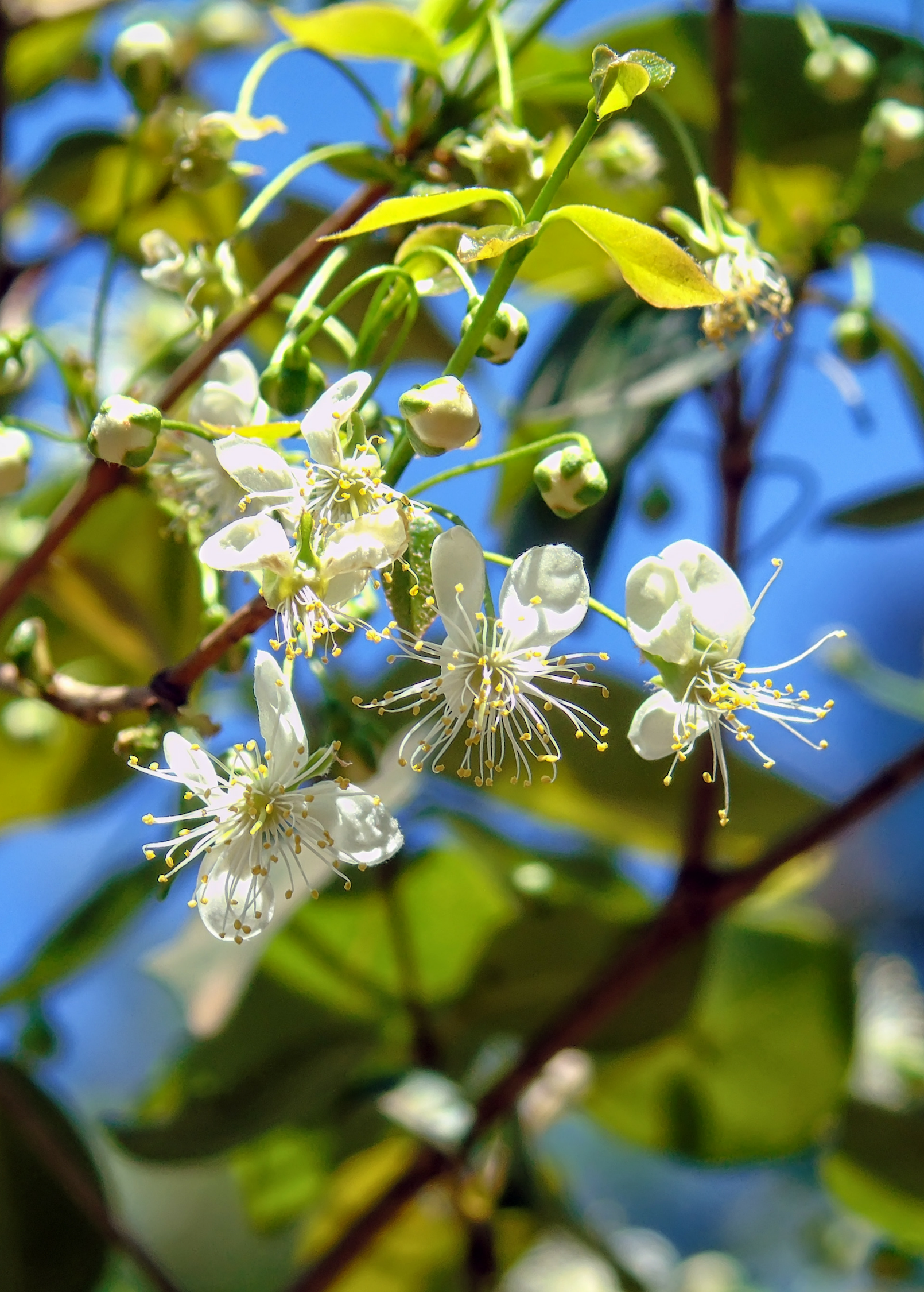 Surinam Cherry (Eugenia uniflora)
