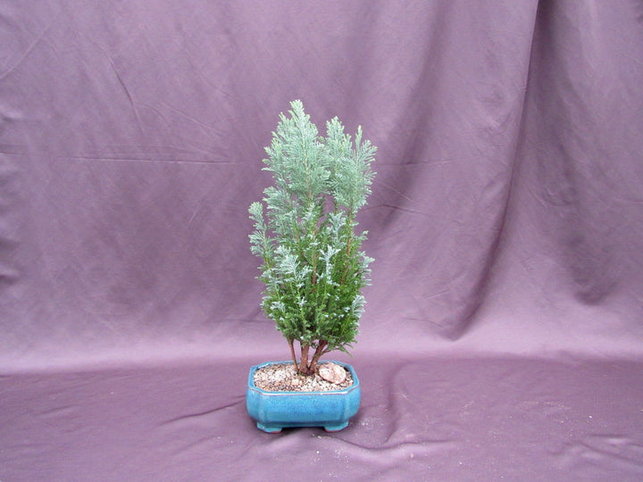 European Cypress Bonsai Tree
