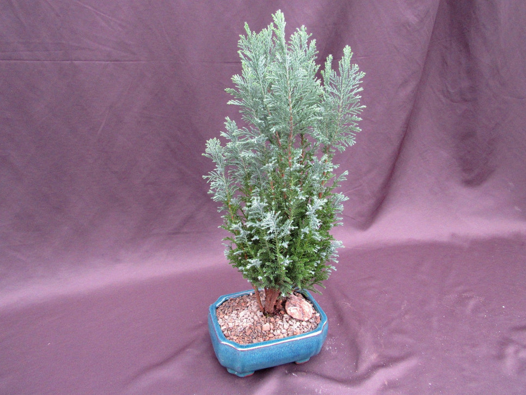 European Cypress Bonsai Tree