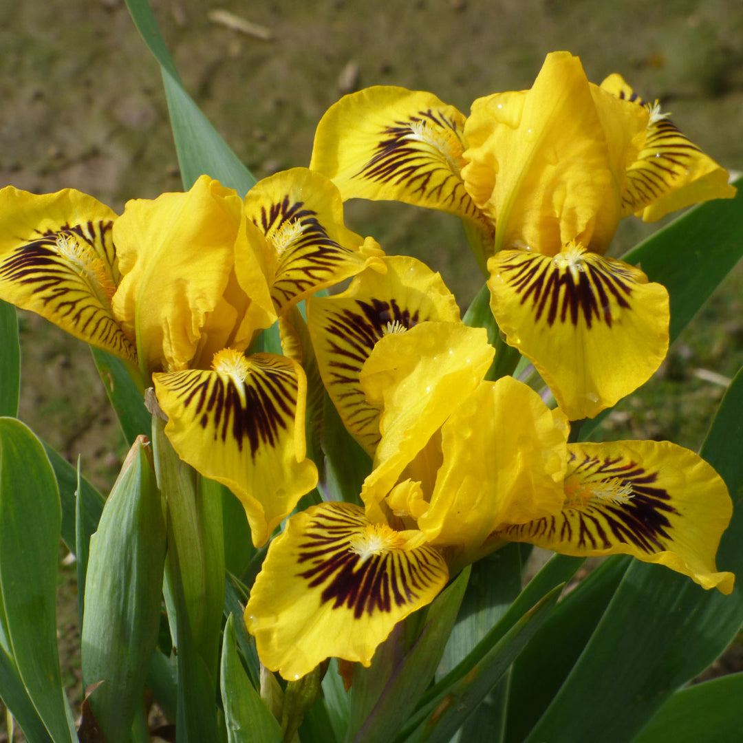 Eyebright Dwarf Perennial Bi-Color Iris Quart Pot