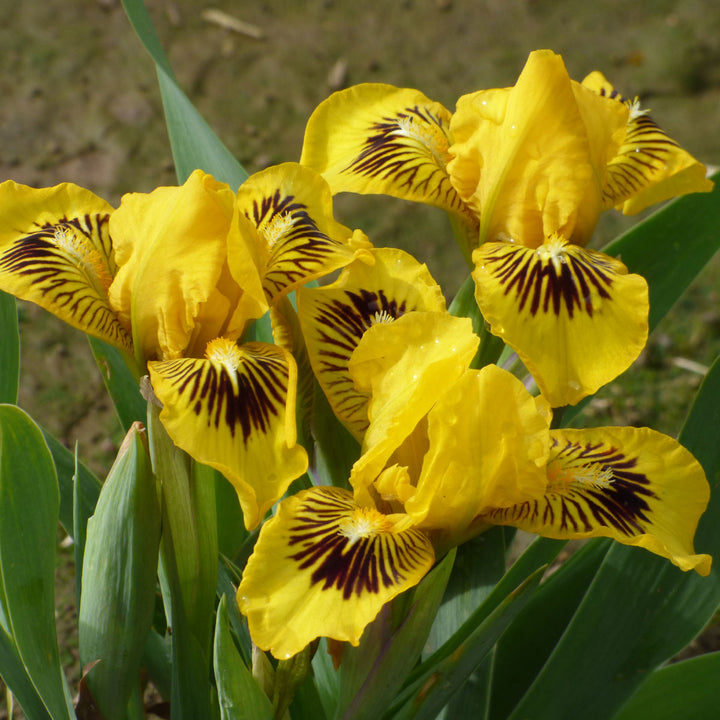 Eyebright Dwarf Perennial Bi-Color Iris Quart Pot
