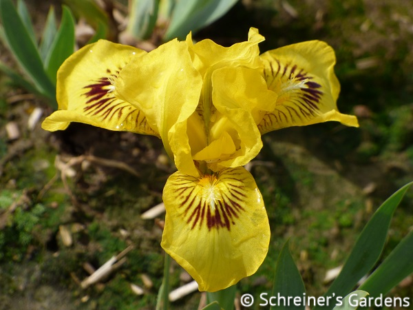Eyebright Dwarf Perennial Bi-Color Iris Quart Pot