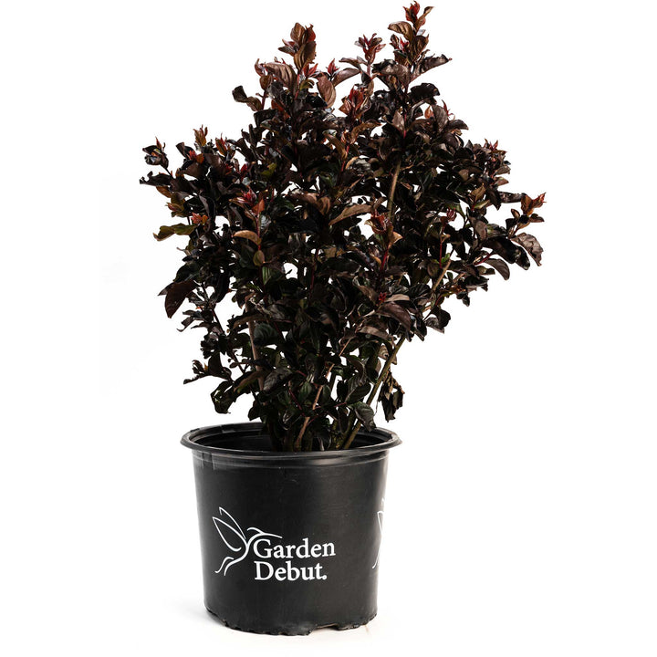 Thunderstruck™ Rumblin Red™ Crape Myrtle