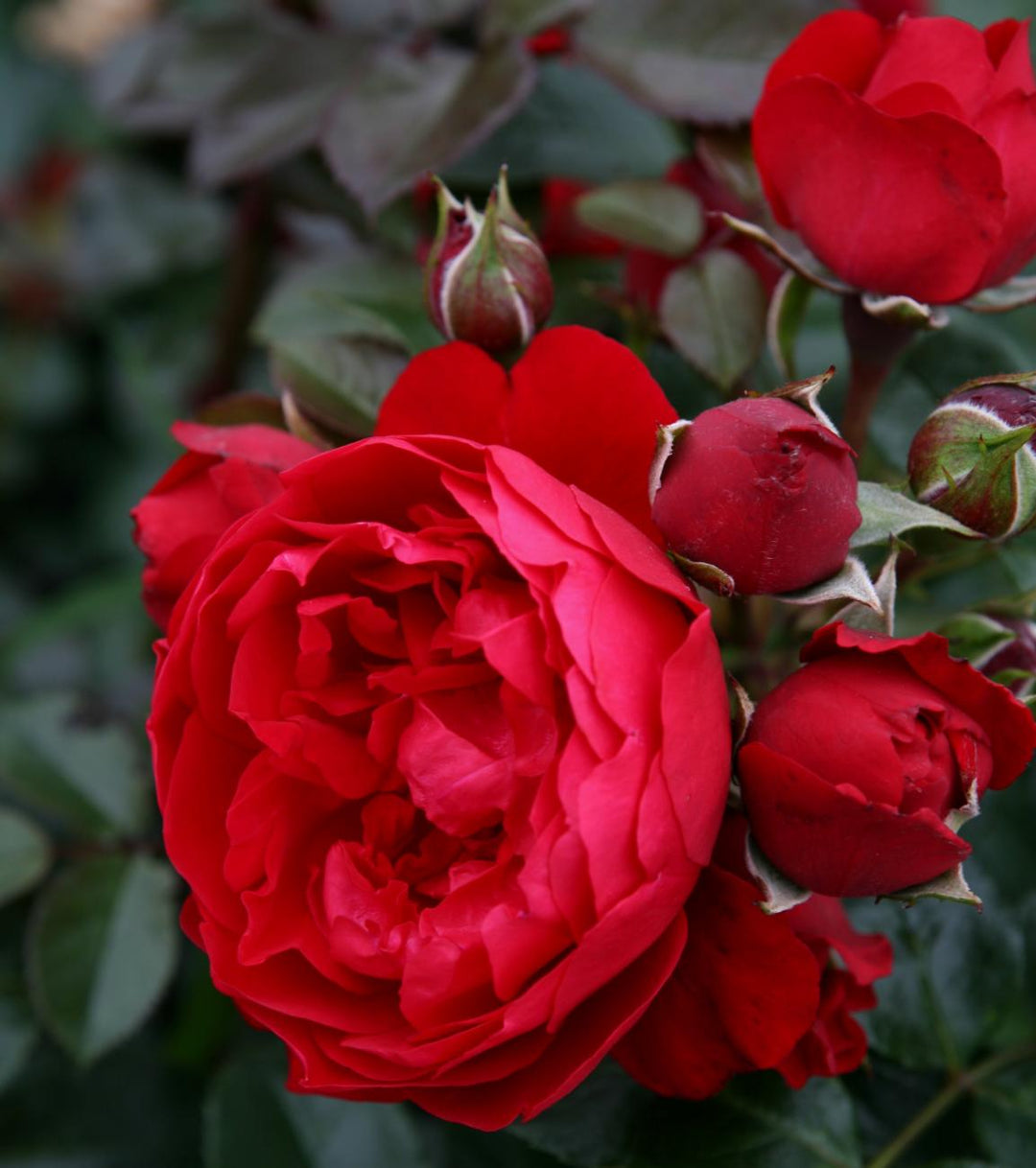 Red Eden Climbing Rose 1.5 gallon Pot